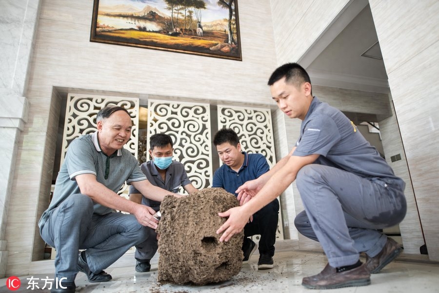 与100万只白蚁同吃同住 广州千万豪宅“端”出巨型白蚁巢