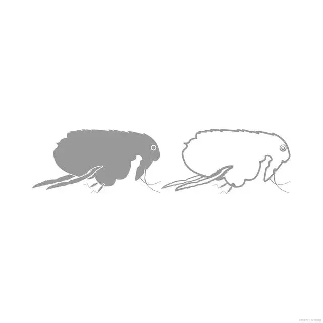 消灭彻底跳蚤的办法_跳蚤怎么彻底消灭_消灭彻底跳蚤的方法