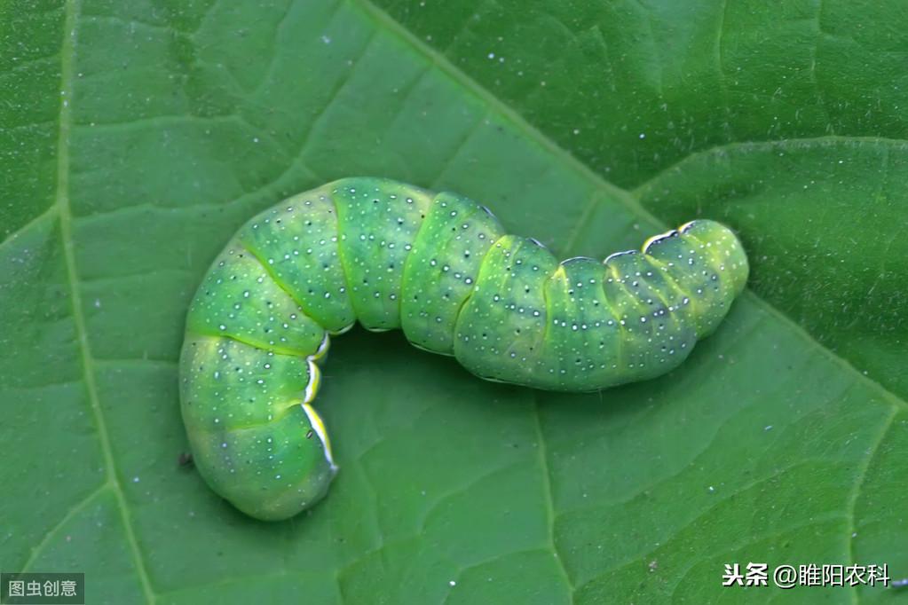 果树幼果期用什么杀菌剂杀虫_天擎杀虫烟剂_杀虫剂