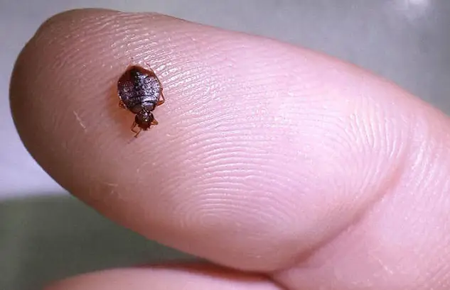 如何灭臭虫_灭臭虫公司费用_怎样有效杀灭臭虫