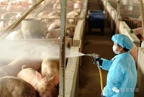 老鼠怎么灭知乎_灭老鼠办法_老鼠灭老鼠