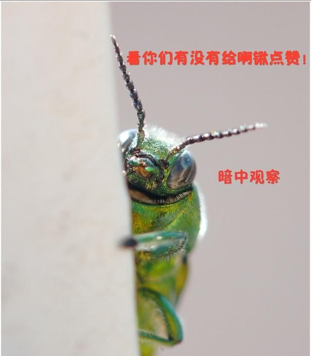 臭虫怎么灭，臭虫怎么消灭最彻底？图10