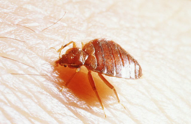 怎么灭臭虫_灭臭虫的最好方法_灭臭虫用什么药最好