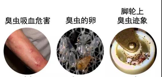 灭臭虫的最好方法_灭臭虫用什么药最好_怎么灭臭虫