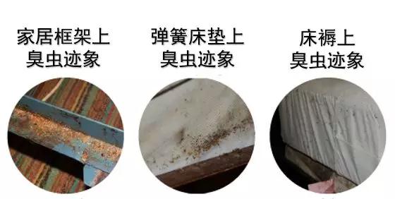 灭臭虫用什么药最好_怎么灭臭虫_灭臭虫的最好方法