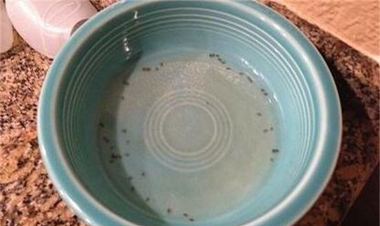 用什么土办法杀死蚊子,如何灭蚊子最有效的方法图2