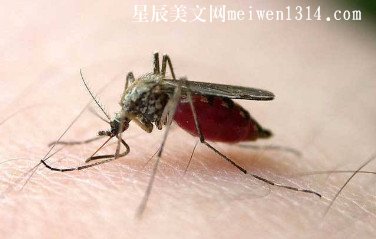 灭蚊子最有效的方法推荐
