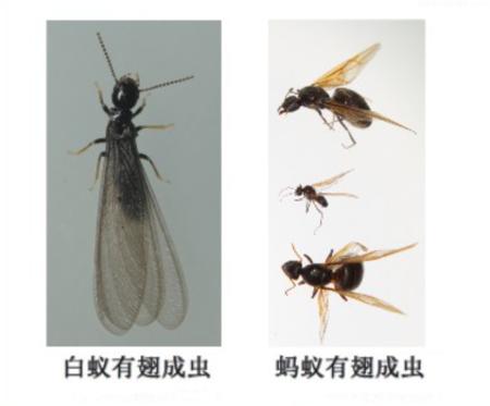 预警！成都白蚁开始飞了，灭蚁看这里 | 川叔知民生