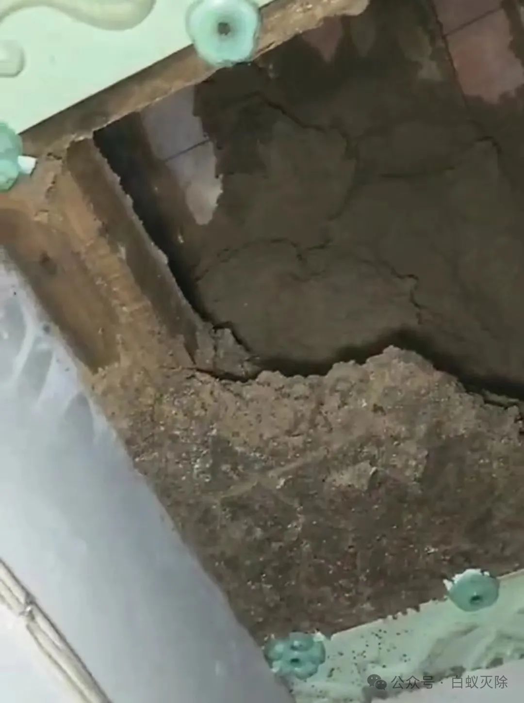 灭白蚁一般多少钱_灭白蚁要钱吗_灭白蚁