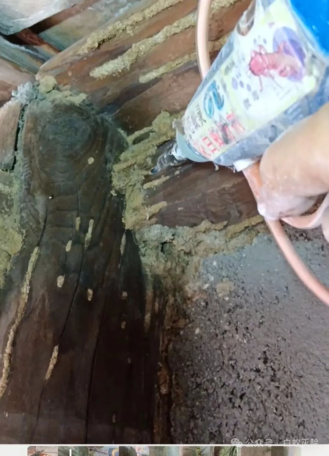 灭白蚁_灭白蚁要钱吗_灭白蚁一般多少钱