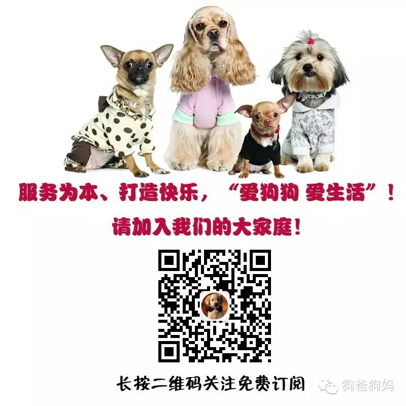 消灭彻底跳蚤的药_然后消灭跳蚤_跳蚤怎么彻底消灭
