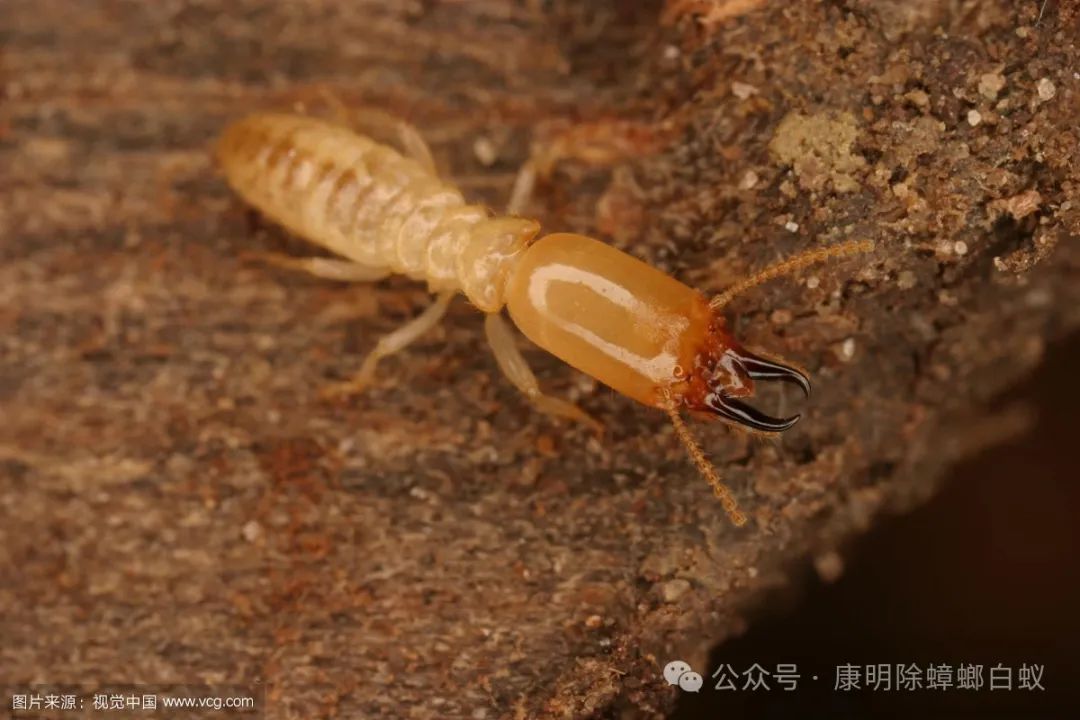 灭白蚁的收费标准_灭白蚁一般多少钱_灭白蚁要钱吗