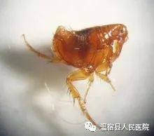 跳蚤怎么彻底消灭_消灭跳蚤有什么办法_然后消灭跳蚤