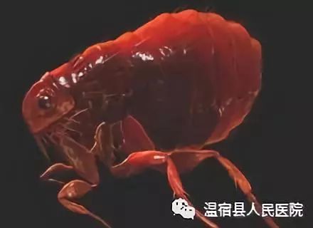 消灭跳蚤有什么办法_跳蚤怎么彻底消灭_然后消灭跳蚤