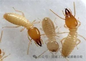 灭白蚁_灭白蚁要钱吗_灭白蚁一般多少钱