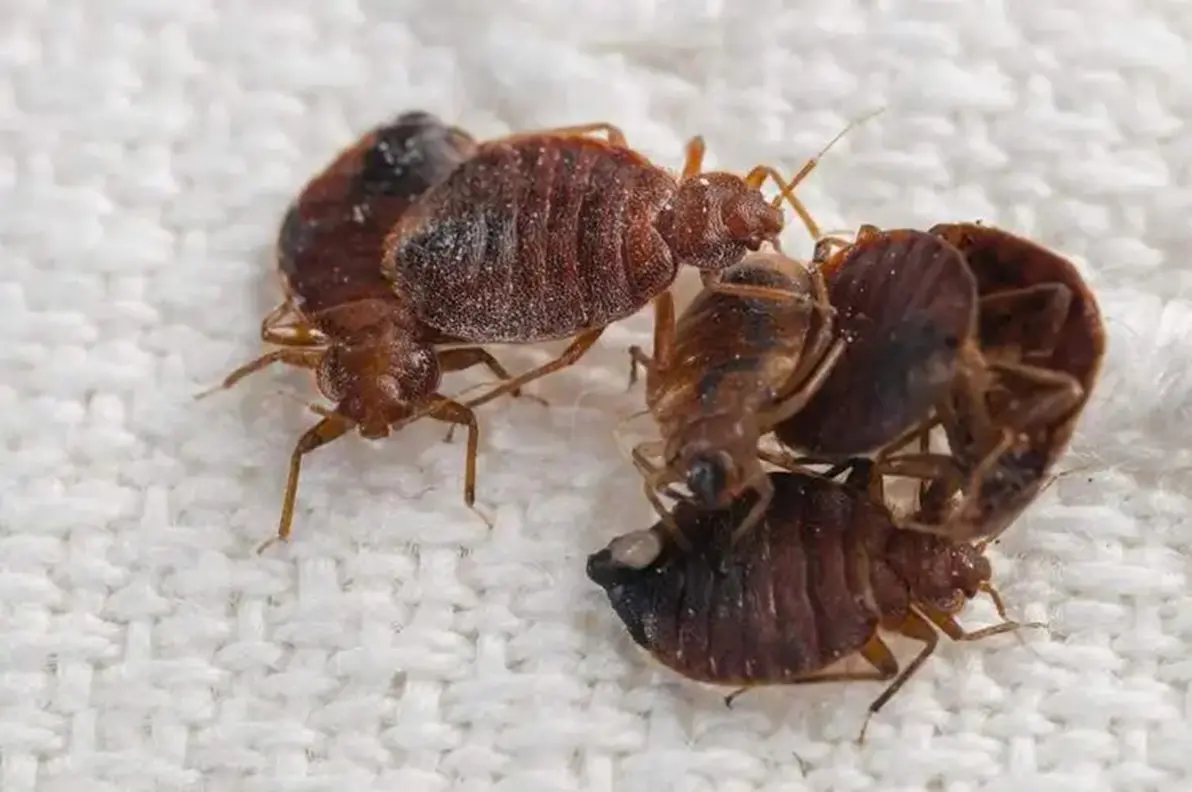 灭臭虫的用品_灭臭虫用什么药_灭臭虫神器