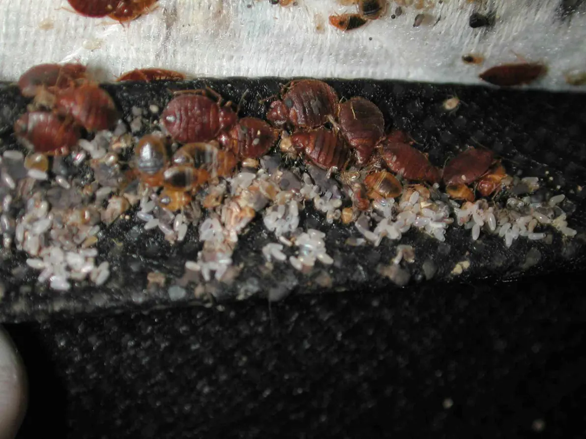 灭臭虫的用品_灭臭虫神器_灭臭虫用什么药