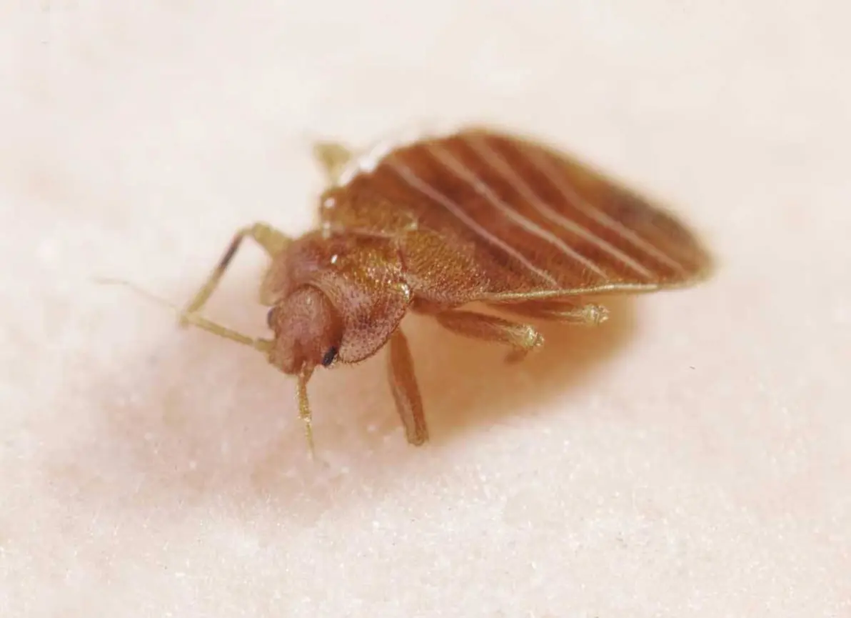 灭臭虫用什么药_灭臭虫神器_灭臭虫的用品