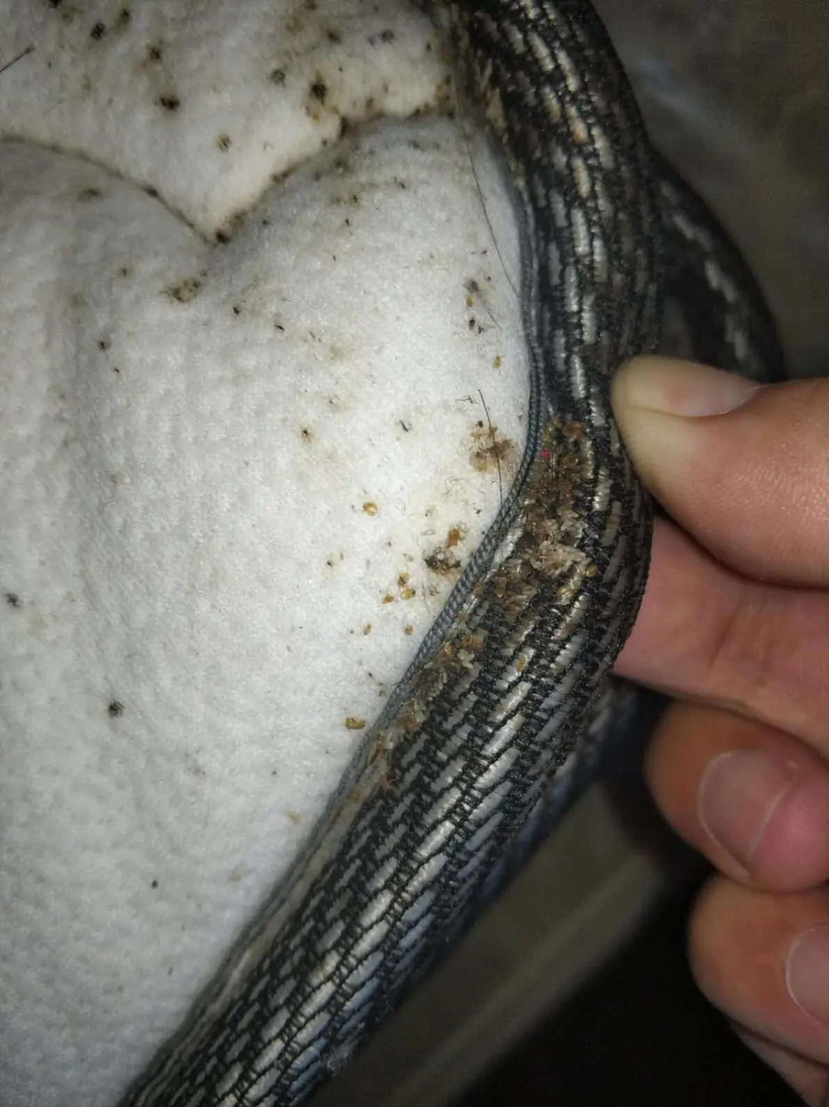 灭臭虫的用品_灭臭虫神器_灭臭虫用什么药