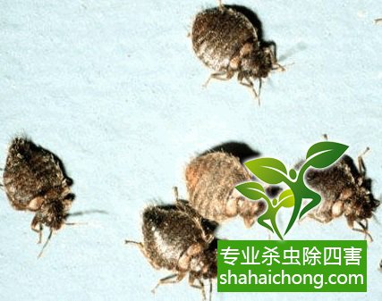 灭臭虫的方法_灭臭虫方法_杀灭臭虫方法全集