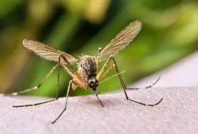 老鼠驱鼠怕种方法是什么_驱老鼠办法_老鼠最怕的10种驱鼠方法