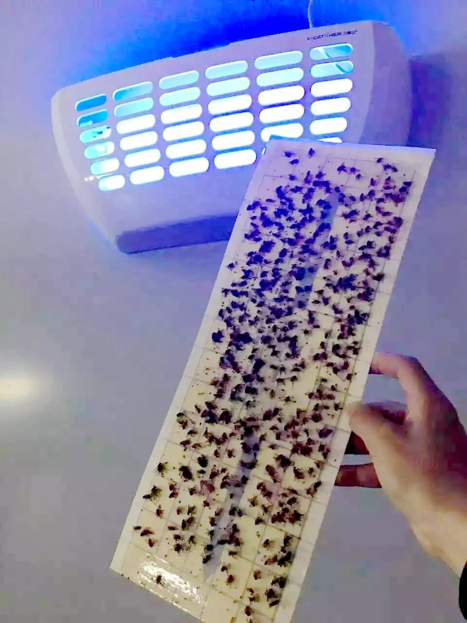 灭苍蝇最有效的药_苍蝇灭药有效期多久_灭苍蝇药物
