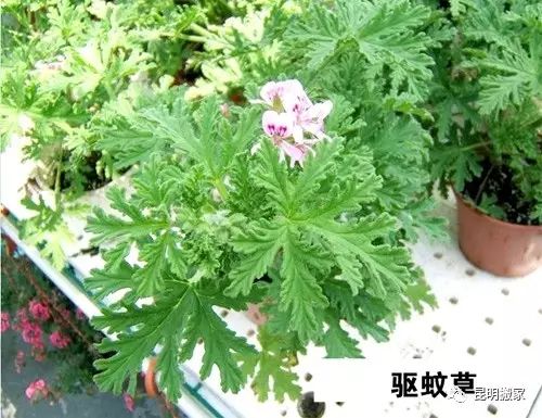 灭蚊子的方法_灭蚊子的100种方法_灭蚊子妙方